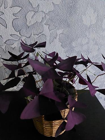 белый клевер купить: Оксалис треугольный (Oxalis triangularis), фиолетовый щавель в — 3