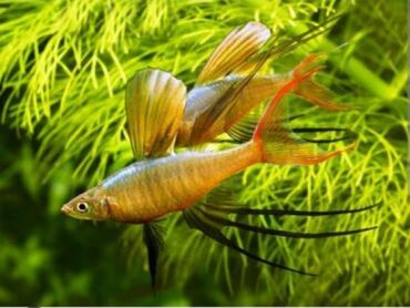 akvarium bitkileri: Bir jüt iri oterina 15 m jütü 8 ədəd tetra amanda biri 4 m nano