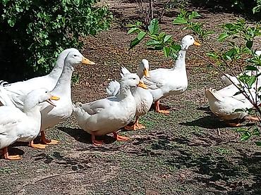 pekin ördeği: Ağ Pekin ördəkləri – yumurta və ətlik istiqamət - Cins: Ağ Pekin - — 6