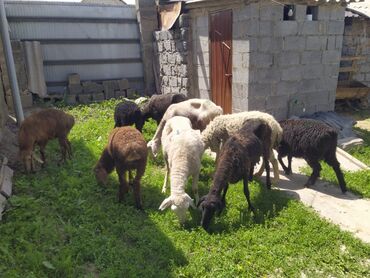 рамановский бараны: Продаю | Овца (самка), Ягненок, Баран (самец)