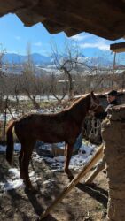 Другие животные: Кунан 1,5 жаш — 7