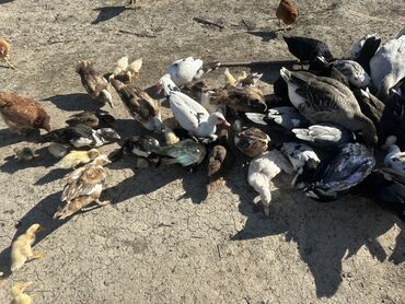 Ördəklər: Salam Aleykum Satılır Ördək Qaz Ördək Cücəsi Toyoq 36 Ədəd Lal Ördək — 9