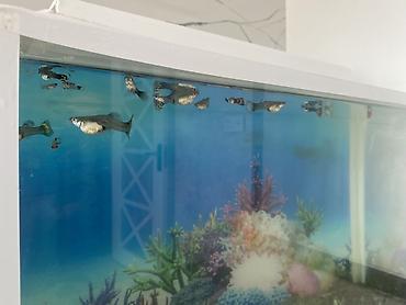 zavod akvarium: Прямоугольный аквариум, Вместе с рыбами, 20 л, Самовывоз, Платная доставка — 5