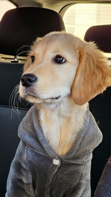 golden it satışı: Labrador-retriver, 5 ay, Dişi, Peyvəndli, Ünvandan götürmə, Ödənişli çatdırılma