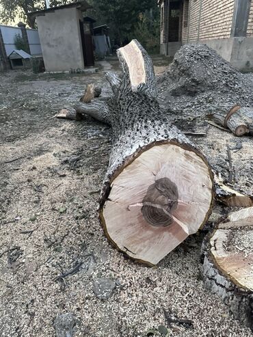 туя брабант саженцы: Дрова Орех, Самовывоз