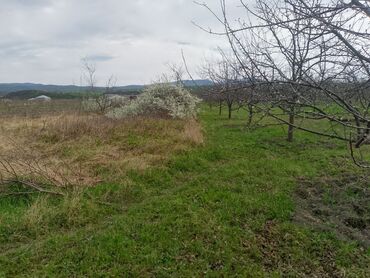 Torpaq sahələrinin satışı: Kənd təsərrüfatı — 22