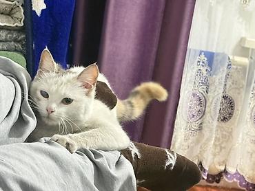 Кошки: 1 год, Девочка, Метис, Приучена к лотку — 2
