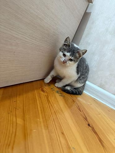 Pişiklər: Yaxşı əllərə — 11