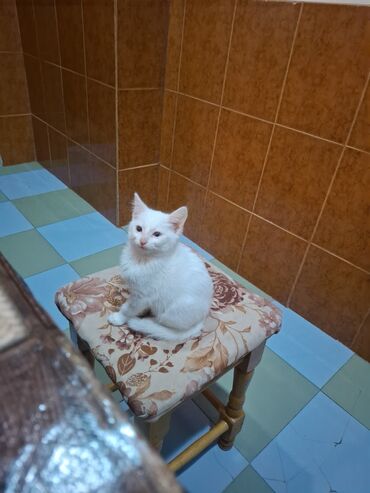 baku pişik satis: В добрые руки