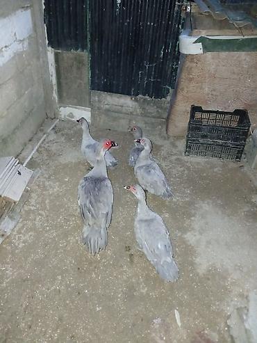 Ördəklər: Lavandalar 4 dişi 1 Erkək damazlıq heyvanlardı — 4