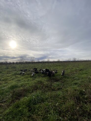 Hinduşka: Erkək, Ətlik, Ünvandan götürmə — 2