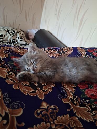 сиамс: Кошка даром: Беспородная, 2 месяца, Девочка, Приучена к лотку — 7