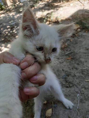 кролик цена: Котята, помёт из 3 малышей светлой окраски (кремово-белые с более — 1