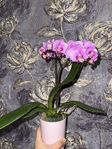 Орхидеи: Орхидея оптом и в розницу принимаем корпоративные заказы !!! Г at lalafo.kg — 20 Орхидеи: Орхидея оптом и в розницу принимаем корпоративные заказы !!! Г — 20