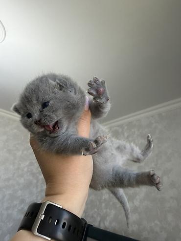 Pişiklər: Britan, Dişi — 11