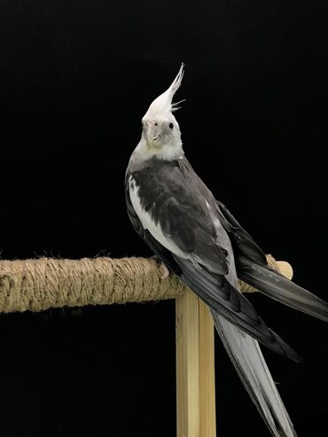 домашние попугаи корелла: Продается Корелла 1,5 года. Цвет Черно-Белый Клетка, корм, игрушка