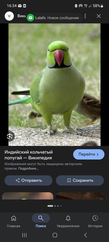 желтый волнистый попугай: Приму в дар Ожерелогого Какаду и Жако