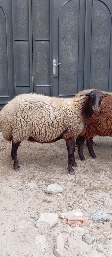 Qoyunlar, qoçlar: Salam ünvan Bakıin maştağa kendi obşi 8 baş heyvanlar 1 baş ana-bala — 13