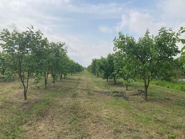 qobuda torpaqlar: 141 sot, Kənd təsərrüfatı, Mülkiyyətçi