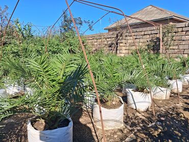 Ağaclar: Xurma (Phoenix dactylifera) fidanları – dekorativ xurma palması — 2