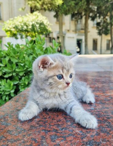 Pişiklər: Şinşilla, Erkək, Yaxşı əllərə -da lalafo.az — 9 Pişiklər: Şinşilla, Erkək, Yaxşı əllərə — 9