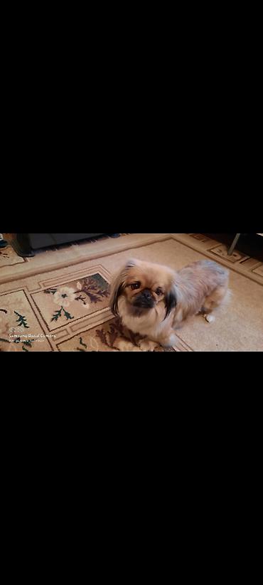 itler gence: Pekines, 4 il, Dişi, Peyvəndli, Ünvandan götürmə, Ödənişli çatdırılma — 4
