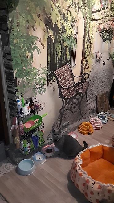 отель для кошек: Скотиш Страйт (Шотландская прямоухая), 2 месяца, Мальчик, Серебристая шиншилла, Приучена к лотку — 5