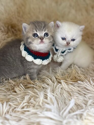 Pişiklər: Dişi, Erkək, Yaxşı əllərə, Ünvandan götürmə -da lalafo.az — 8 Pişiklər: Dişi, Erkək, Yaxşı əllərə, Ünvandan götürmə — 8