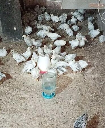 pişik qiymetleri: 1 Aylıq Tam Sağlam Dava Dərman olunmuş Cücələr Selebrest Qiymət 2 — 1