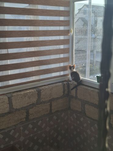 Pişiklər: Tabbi, Dişi, Yaxşı əllərə — 1