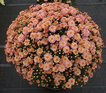 Хризантема: Продается хризантема мультифлора и корейская. Подростки. По 80 сом — 8