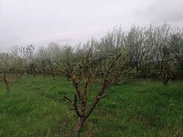 Torpaq sahələrinin satışı: 24 sot, Tikinti, Mülkiyyətçi, Kupça (Çıxarış)