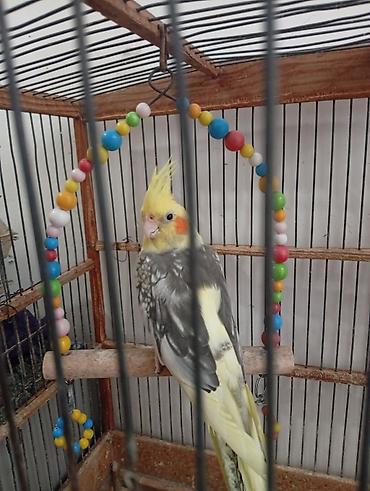 tutuquşu satışı az: Nymph paraketləri (Cockatiel) – 2 ədəd Xüsusiyyətlər: - Rəng: sarı — 2