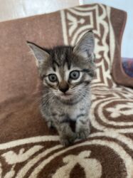 продаю в связи с переездом: От дам в добрые руки !