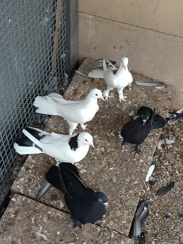 Göyərçinlər: Şəkillərin hamısına baxın. hər cinsdə quşlar satılır . qiymət biri — 12