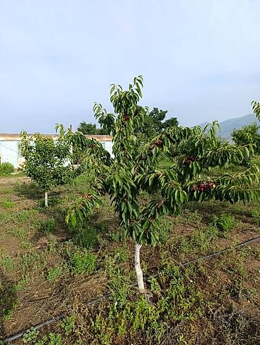 ягод: 80 соток, Для сельского хозяйства, Договор купли-продажи — 2