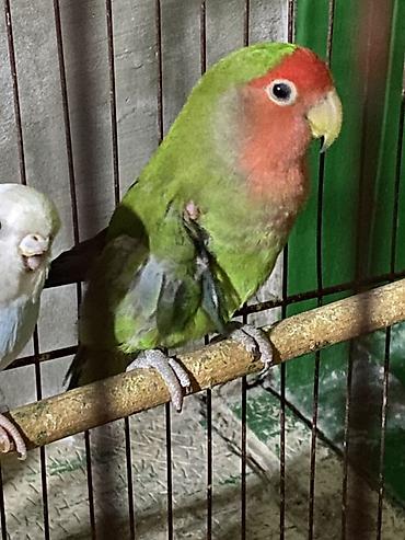 Sevdaquşu (Lovebird) tutuquşusu. Parlaq yaşıl bədən rəngi