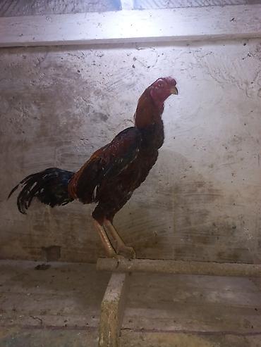 bala pitbul: Daş pipik assel beçə 11 aylıq. super heyvanların balasıdı. Atası — 1