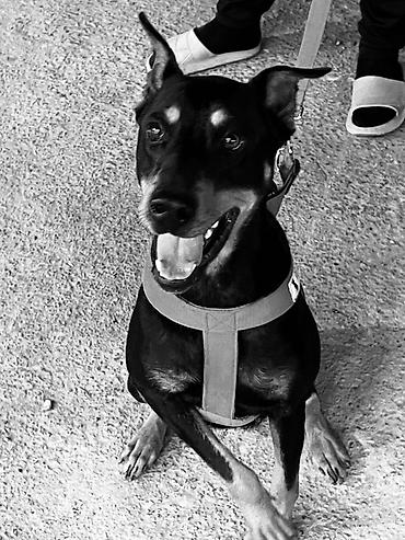 itler: Doberman, 1 ay, Dişi, Peyvəndli, Ödənişli çatdırılma — 5
