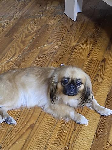 Pekines, 2 ay lalafo.az -da — 2 Pekines, 2 ay — 2