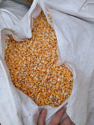 кормовой морковка: Кукуруза 🌽 25 сом