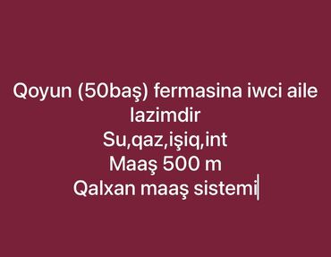 175 yük daşıma xidməti vakansiya: Другие специальности