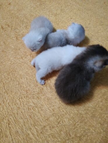 Pişiklər: Britan — 5