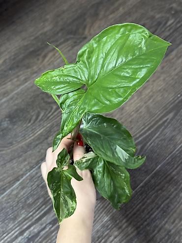 Другие комнатные растения: Добрый день! В продаже комнатные растения: Сингониумы - конфетти — 18