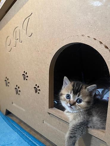 Pişiklər: Qızıl şinşilla — 2