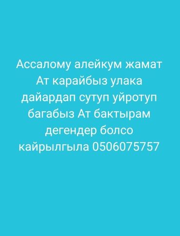 срочно продаю в связи с переездом: Продаю | Конь (самец) | Рабочий