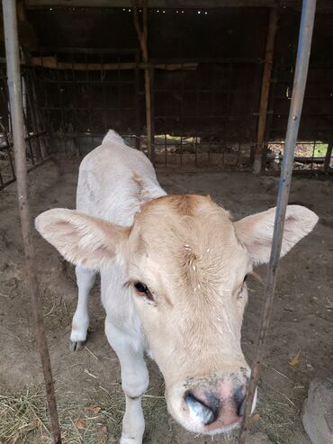 купить собаку ротвейлер: Сатам | Бука (эркек) | Алатоолук | Бордоп семиртүү үчүн