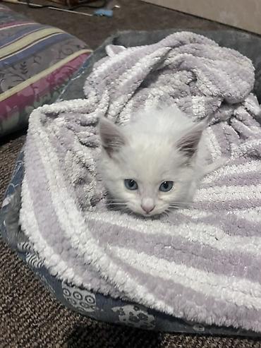 котик белый: Кошка даром: Беспородная, 1 месяц, Мальчик — 3