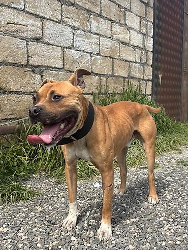 İtlər: Pitbul, 1 il, Erkek — 4