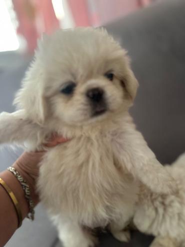 İtlər: Pekines, 1 ay, Erkek — 3